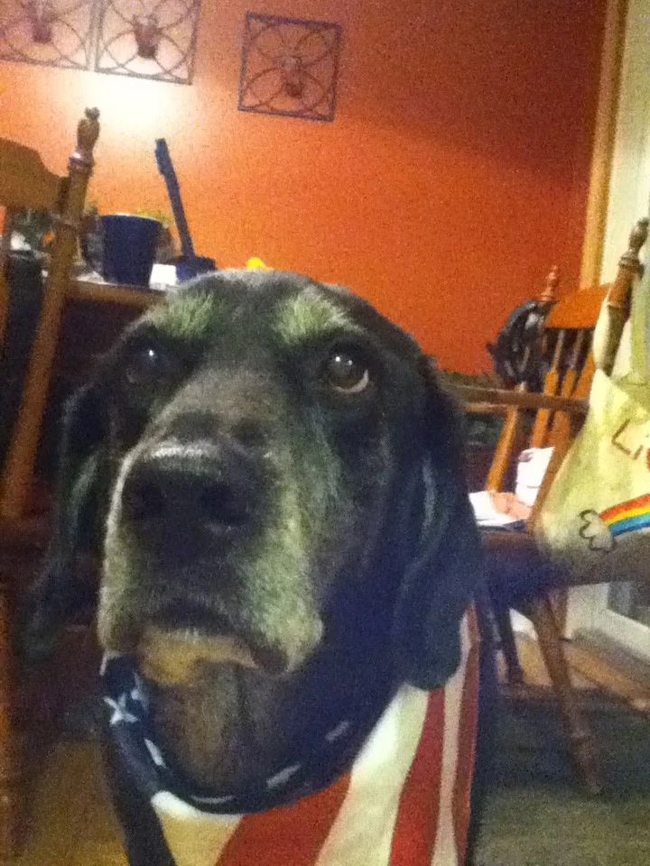 Malcolm - My first and favorite dog! Malcolm - My first and favorite dog!