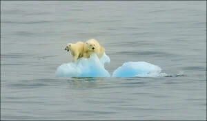Polar-Bear_solent2__996877a