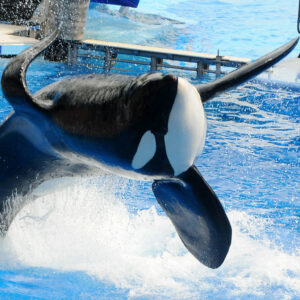 Tilikum-Whale-Story-Told-BlackFish