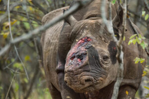 Black Rhino abuse