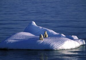 polar-bears-stranded